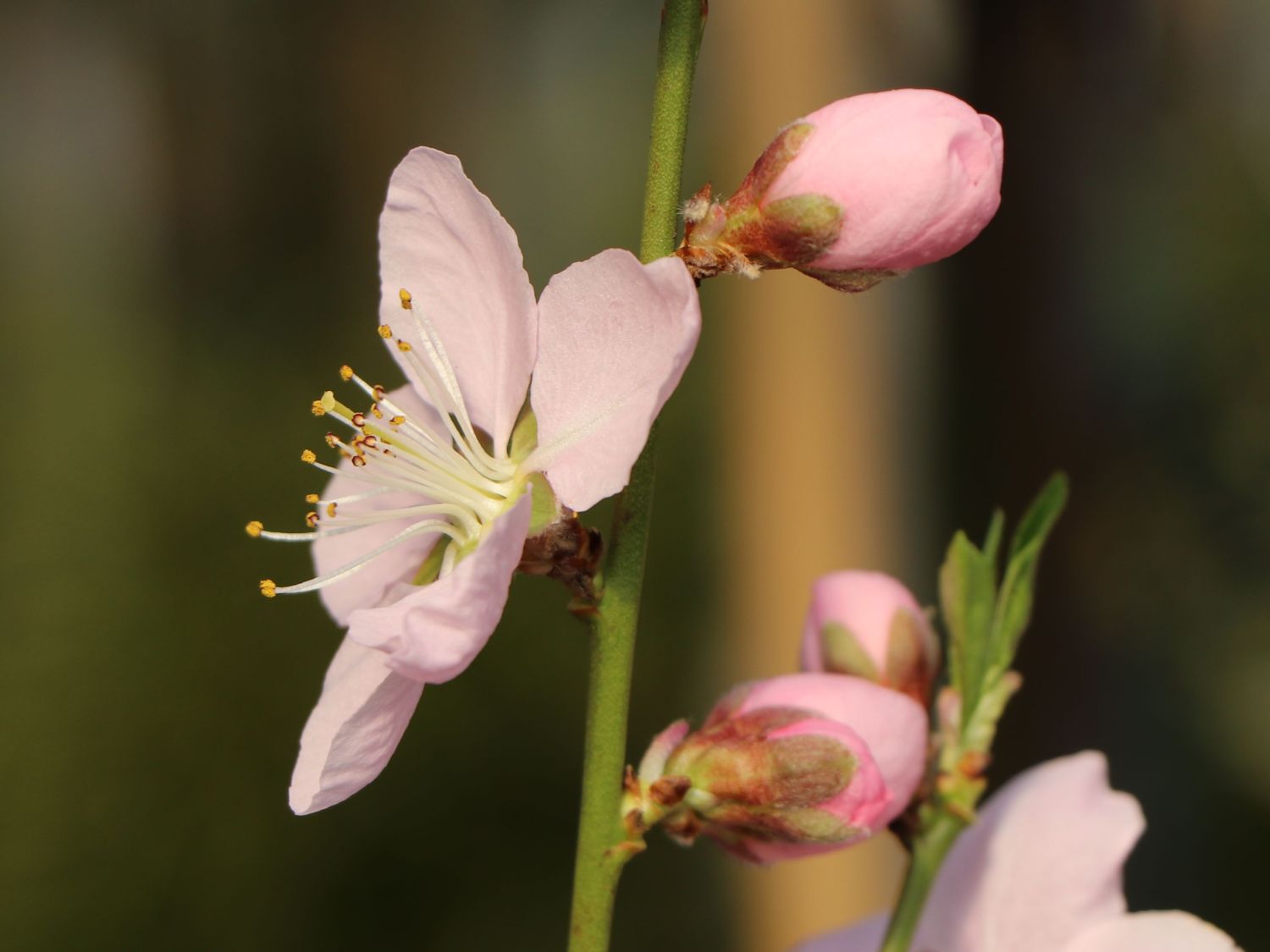 Honigpfirsich 'Honeysun' ® - Prunus persica 'Honeysun' ®
