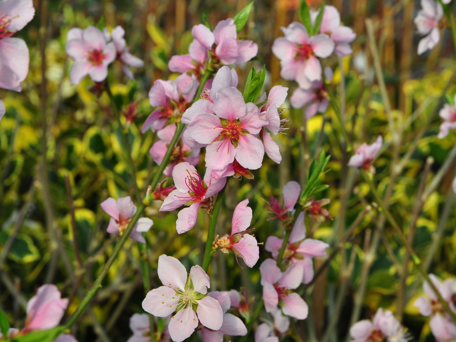 Honigpfirsich 'Honeysun' ® - Prunus persica 'Honeysun' ®