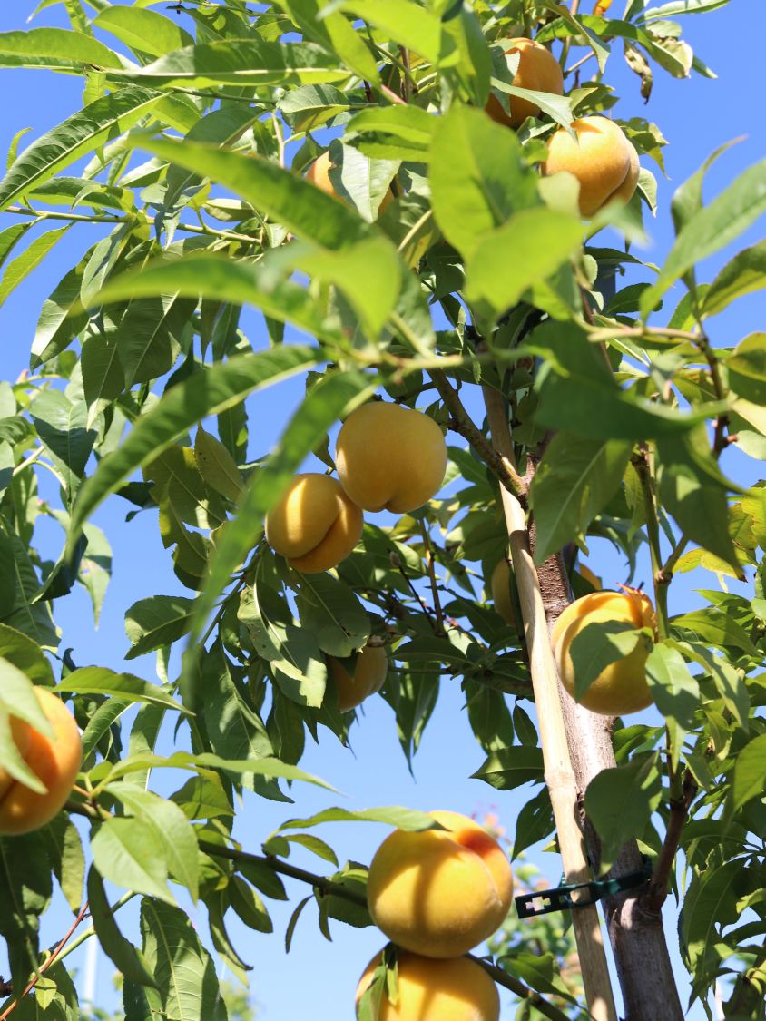 Honigpfirsich 'Honeysun' ® - Prunus persica 'Honeysun' ®