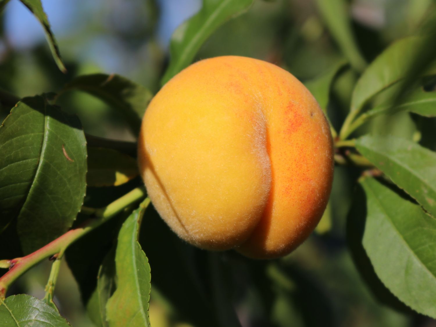 Honigpfirsich 'Honeysun' ® - Prunus persica 'Honeysun' ®