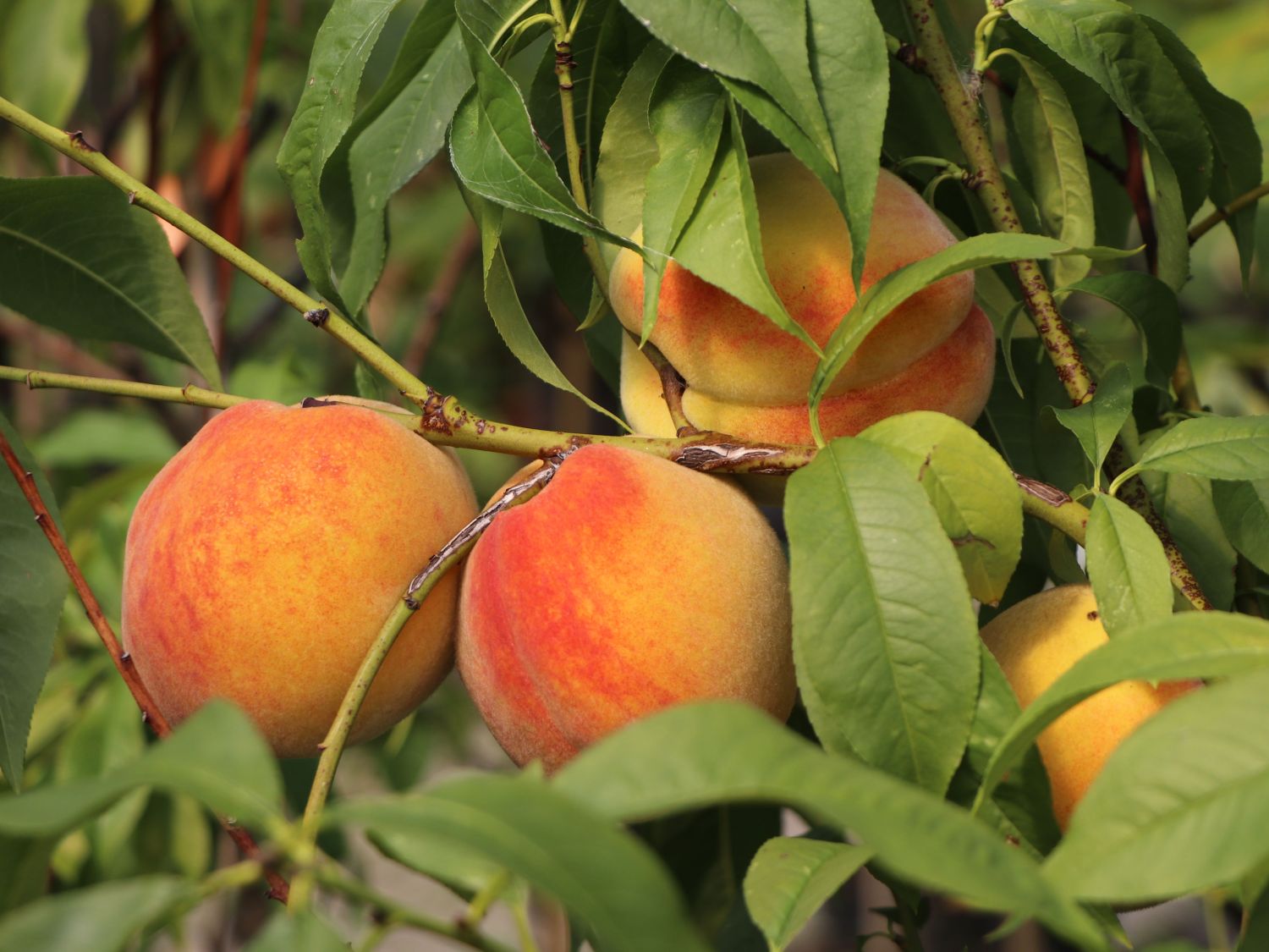 Honigpfirsich 'Honeysun' ® - Prunus persica 'Honeysun' ®