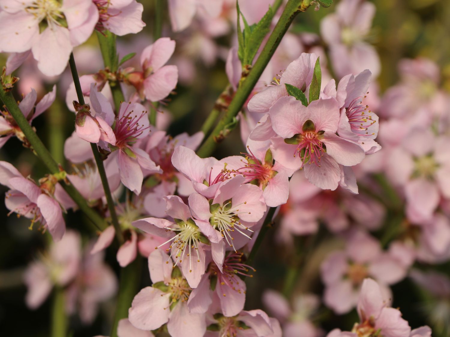 Honigpfirsich 'Honeysun' ® - Prunus persica 'Honeysun' ®