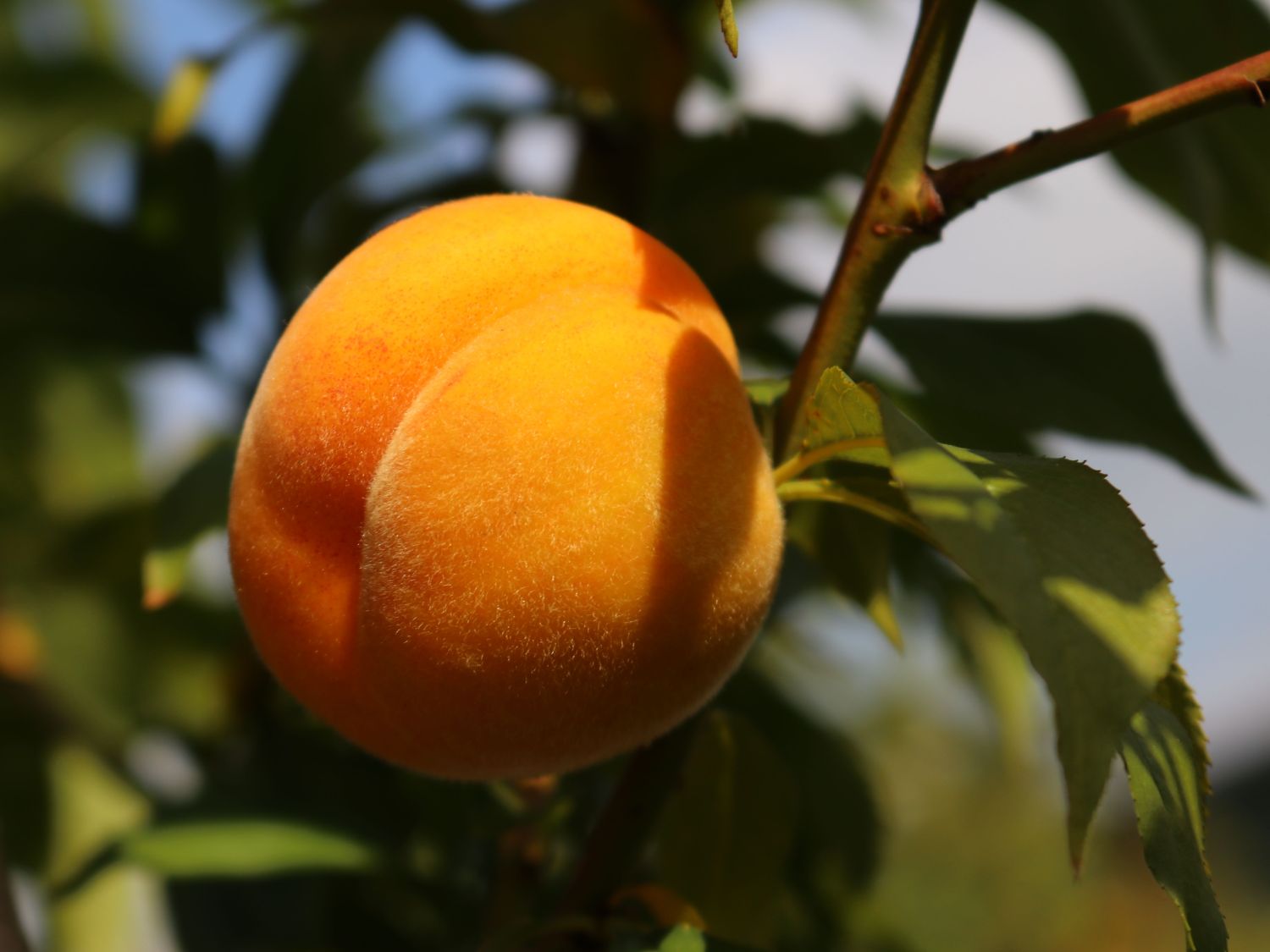 Honigpfirsich 'Honeysun' ® - Prunus persica 'Honeysun' ®