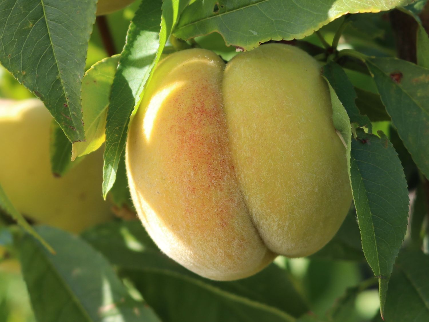 Honigpfirsich 'Honeysun' ® - Prunus persica 'Honeysun' ®