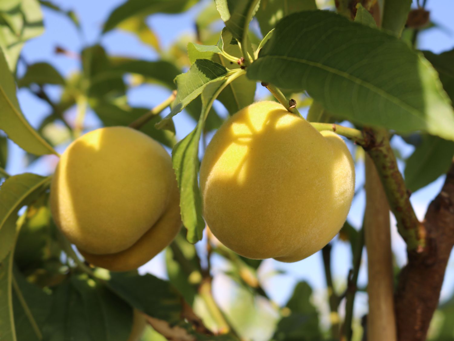 Honigpfirsich 'Honeysun' ® - Prunus persica 'Honeysun' ®