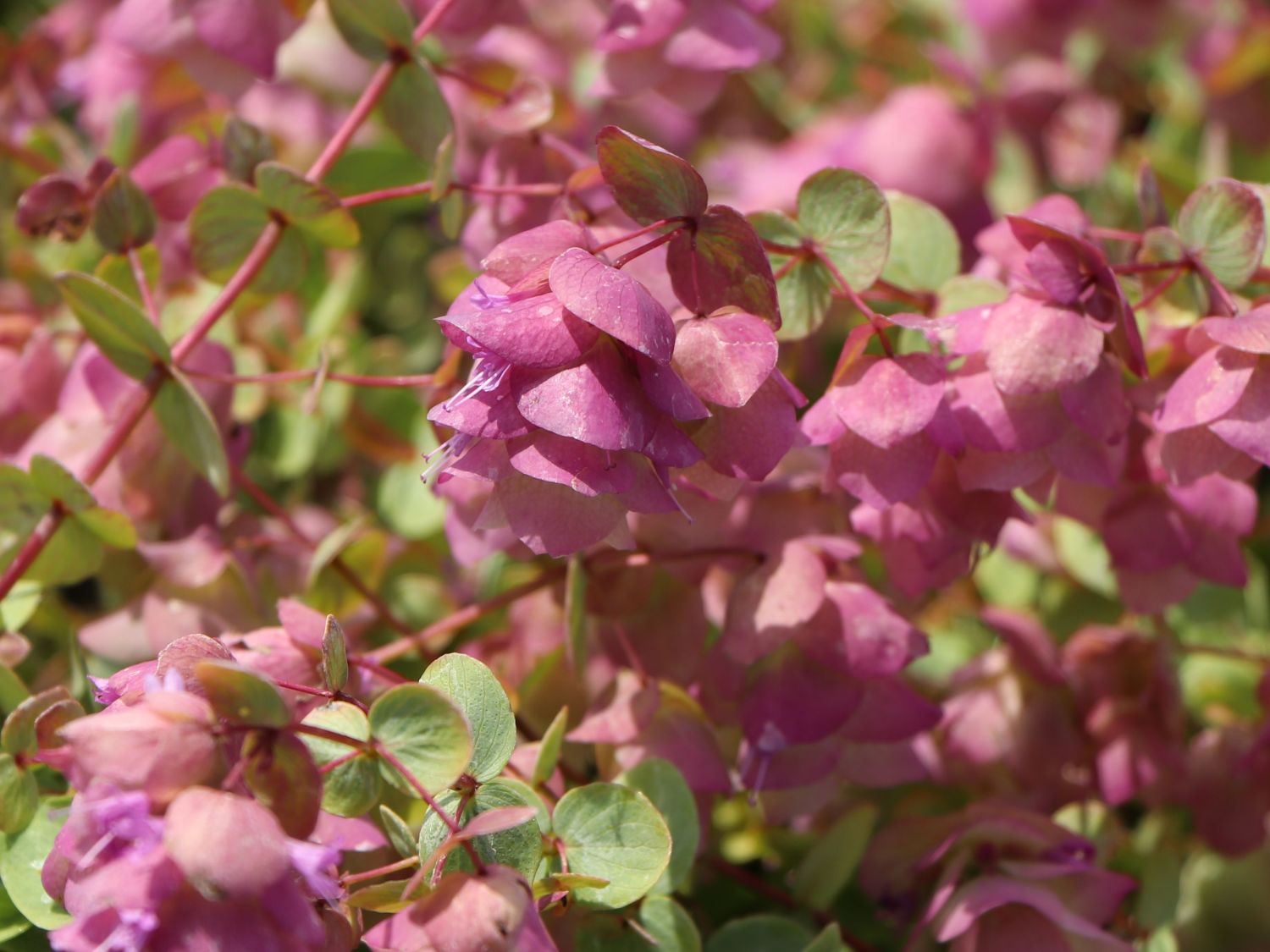 Hopfen-Dost 'Kent Beauty'