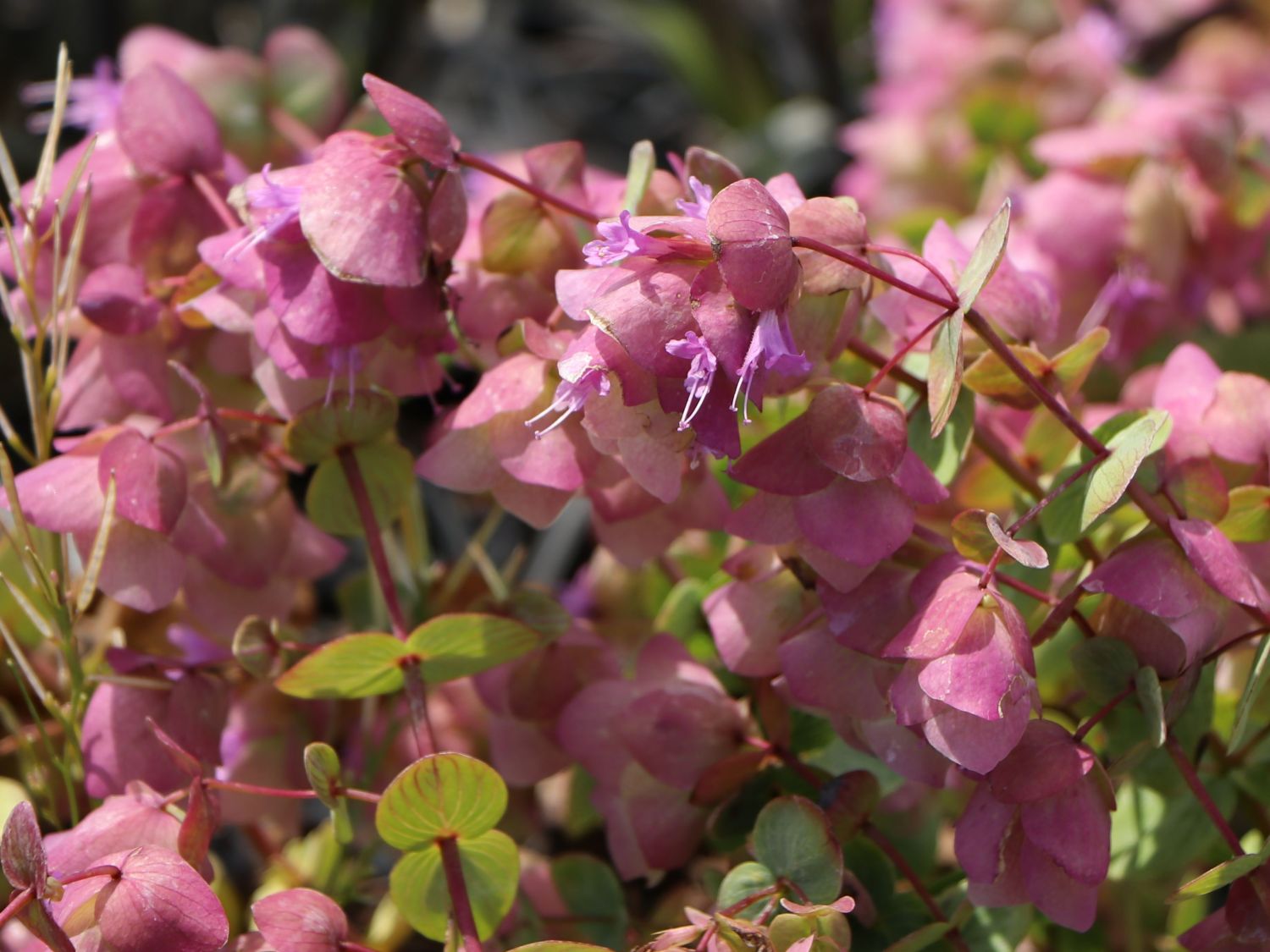 Hopfen-Dost 'Kent Beauty' - Origanum rotundifolium 'Kent Beauty'