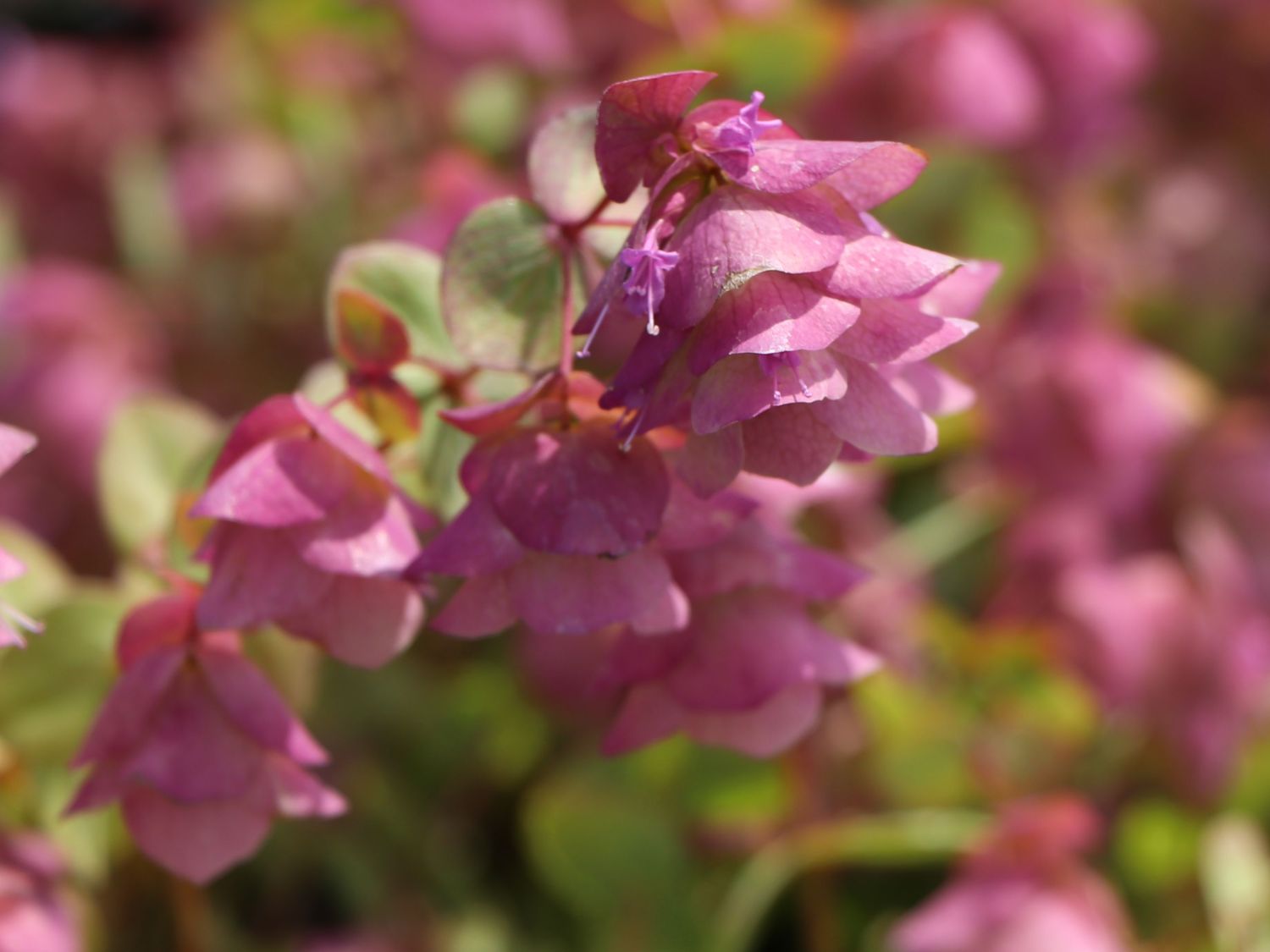 Hopfen-Dost 'Kent Beauty' - Origanum rotundifolium 'Kent Beauty'