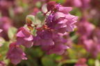 Hopfen-Dost 'Kent Beauty' - Origanum rotundifolium 'Kent Beauty'