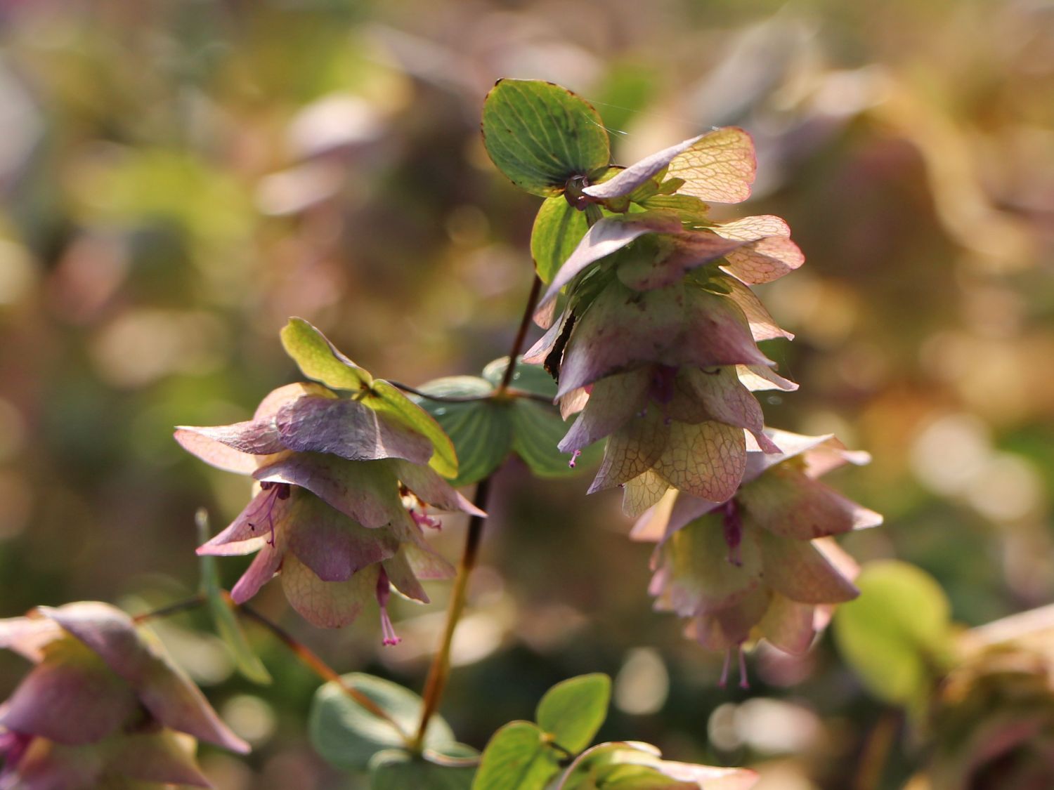 Hopfen-Dost 'Kent Beauty' - Origanum rotundifolium 'Kent Beauty'