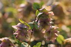Hopfen-Dost 'Kent Beauty' - Origanum rotundifolium 'Kent Beauty'