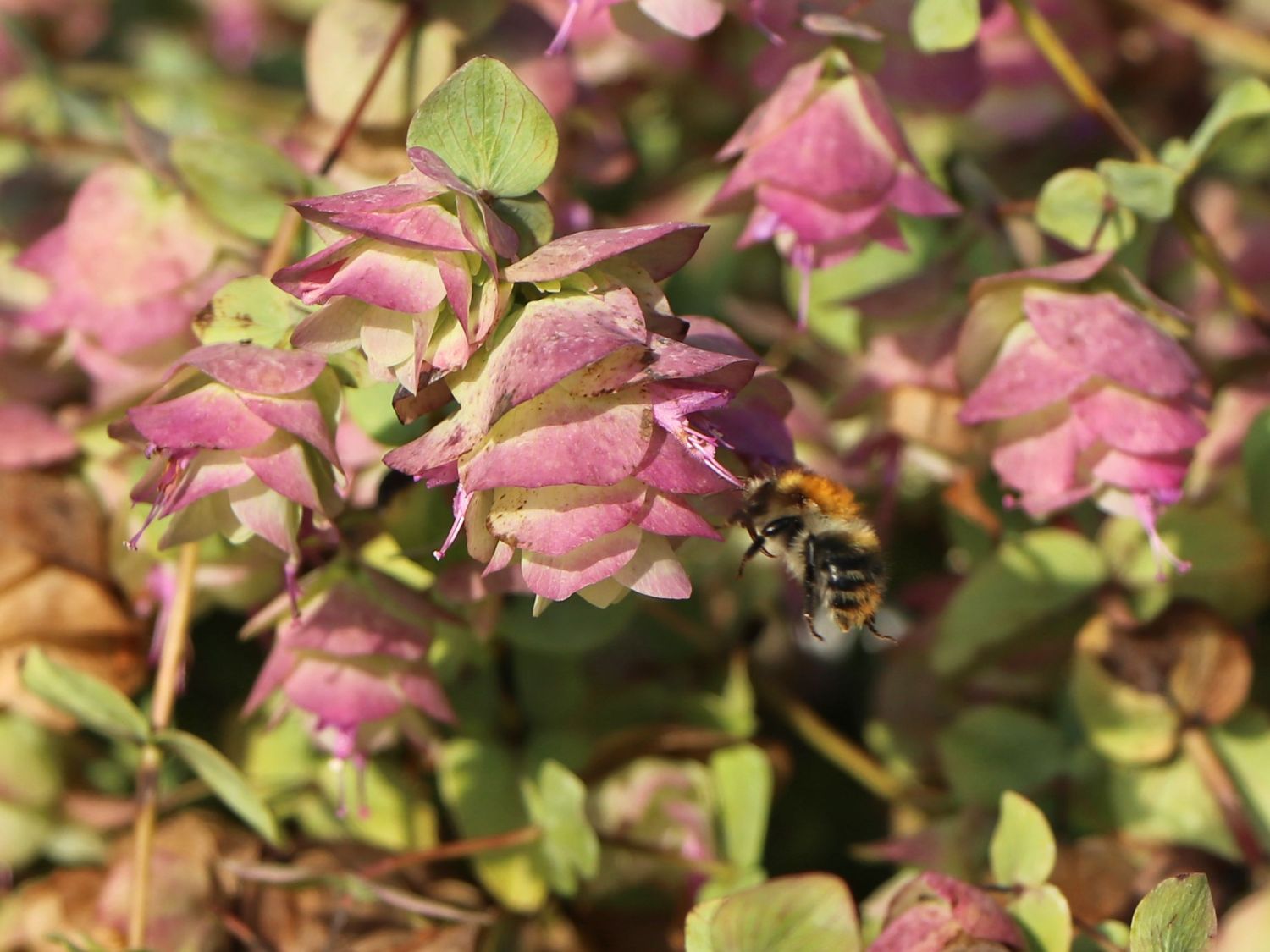 Hopfen-Dost 'Kent Beauty' - Origanum rotundifolium 'Kent Beauty'