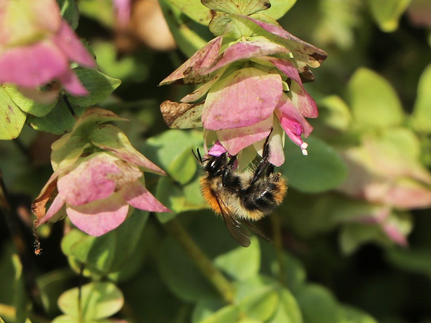 Hopfen-Dost 'Kent Beauty' - Origanum rotundifolium 'Kent Beauty'