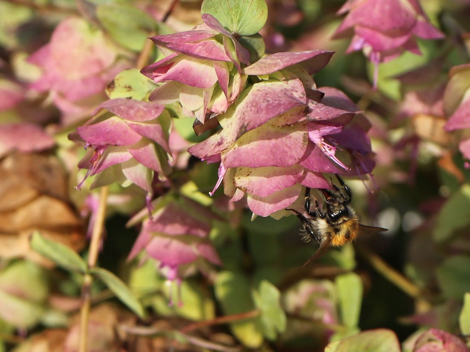 Hopfen-Dost 'Kent Beauty' - Origanum rotundifolium 'Kent Beauty'