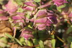 Hopfen-Dost 'Kent Beauty' - Origanum rotundifolium 'Kent Beauty'