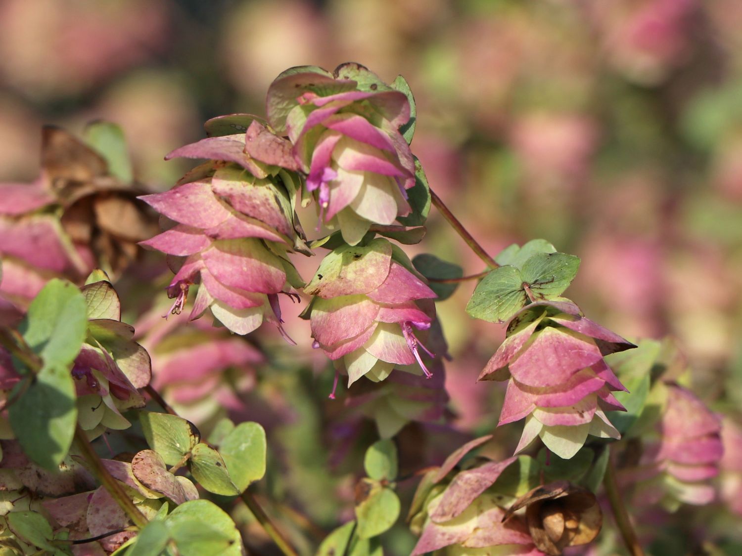 Hopfen-Dost 'Kent Beauty' - Origanum rotundifolium 'Kent Beauty'