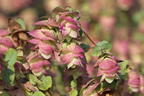 Hopfen-Dost 'Kent Beauty' - Origanum rotundifolium 'Kent Beauty'