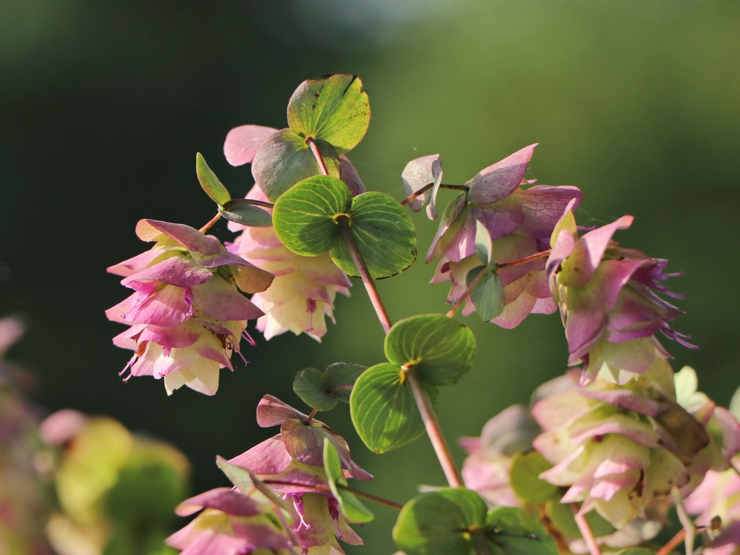 Hopfen-Dost 'Kent Beauty' - Origanum rotundifolium 'Kent Beauty'