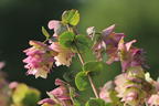 Hopfen-Dost 'Kent Beauty' - Origanum rotundifolium 'Kent Beauty'