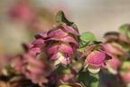 Hopfen-Dost 'Kent Beauty' - Origanum rotundifolium 'Kent Beauty'