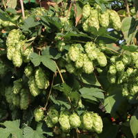 Hopfen - Humulus lupulus