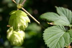 Hopfen - Humulus lupulus