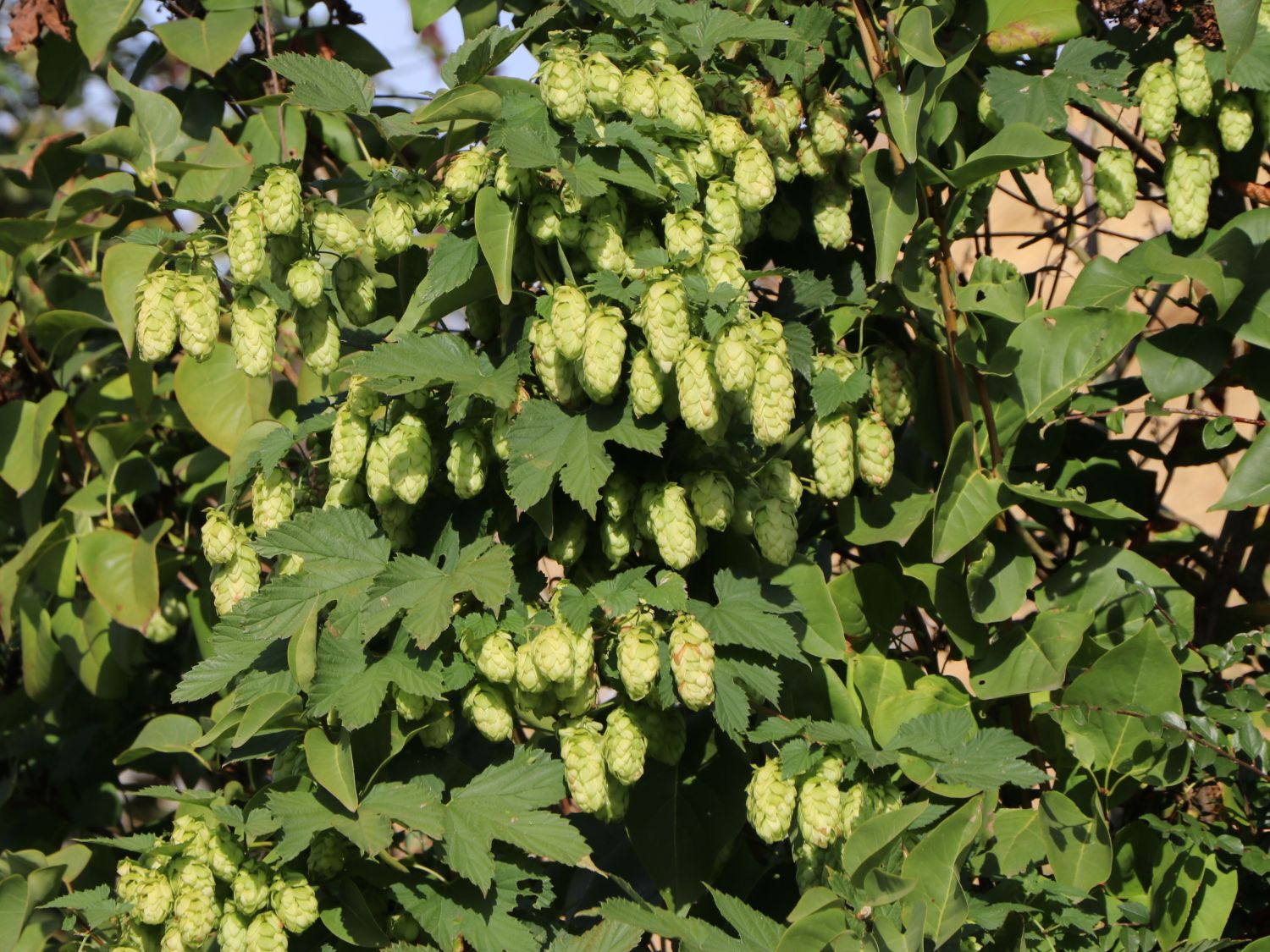 Hopfen - Humulus lupulus