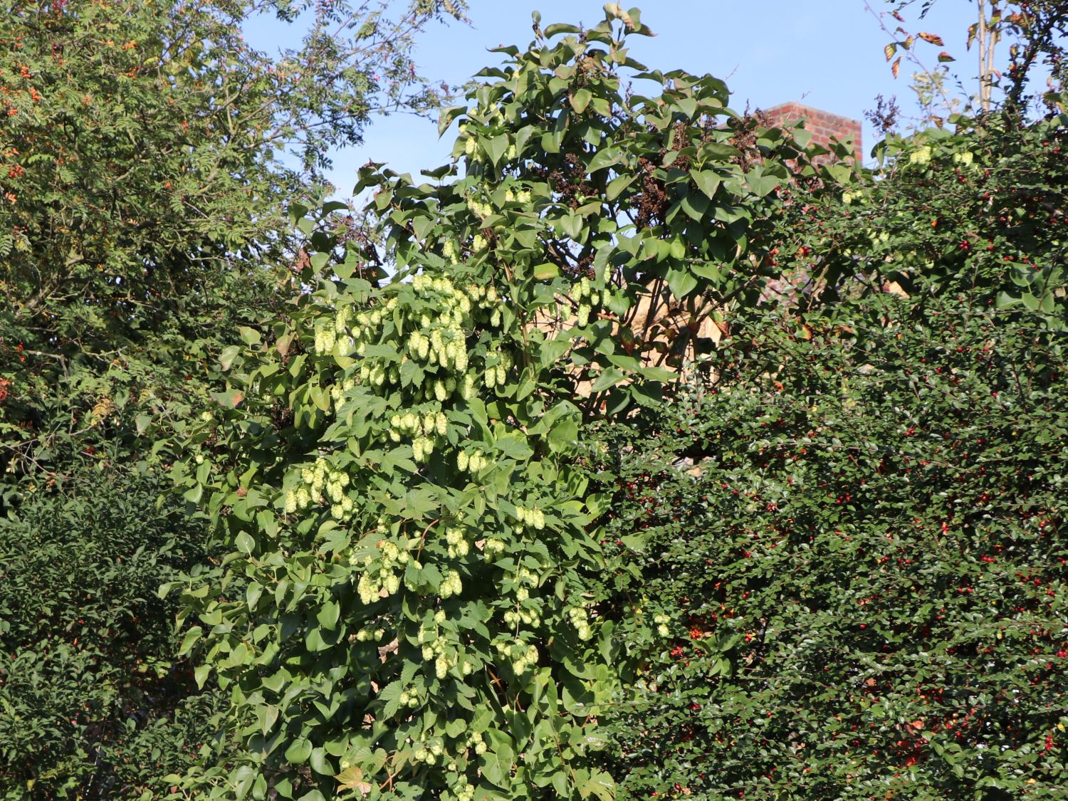 Hopfen - Humulus lupulus