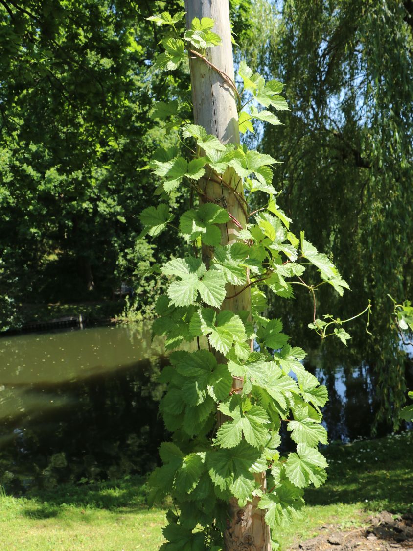 Hopfen - Humulus lupulus
