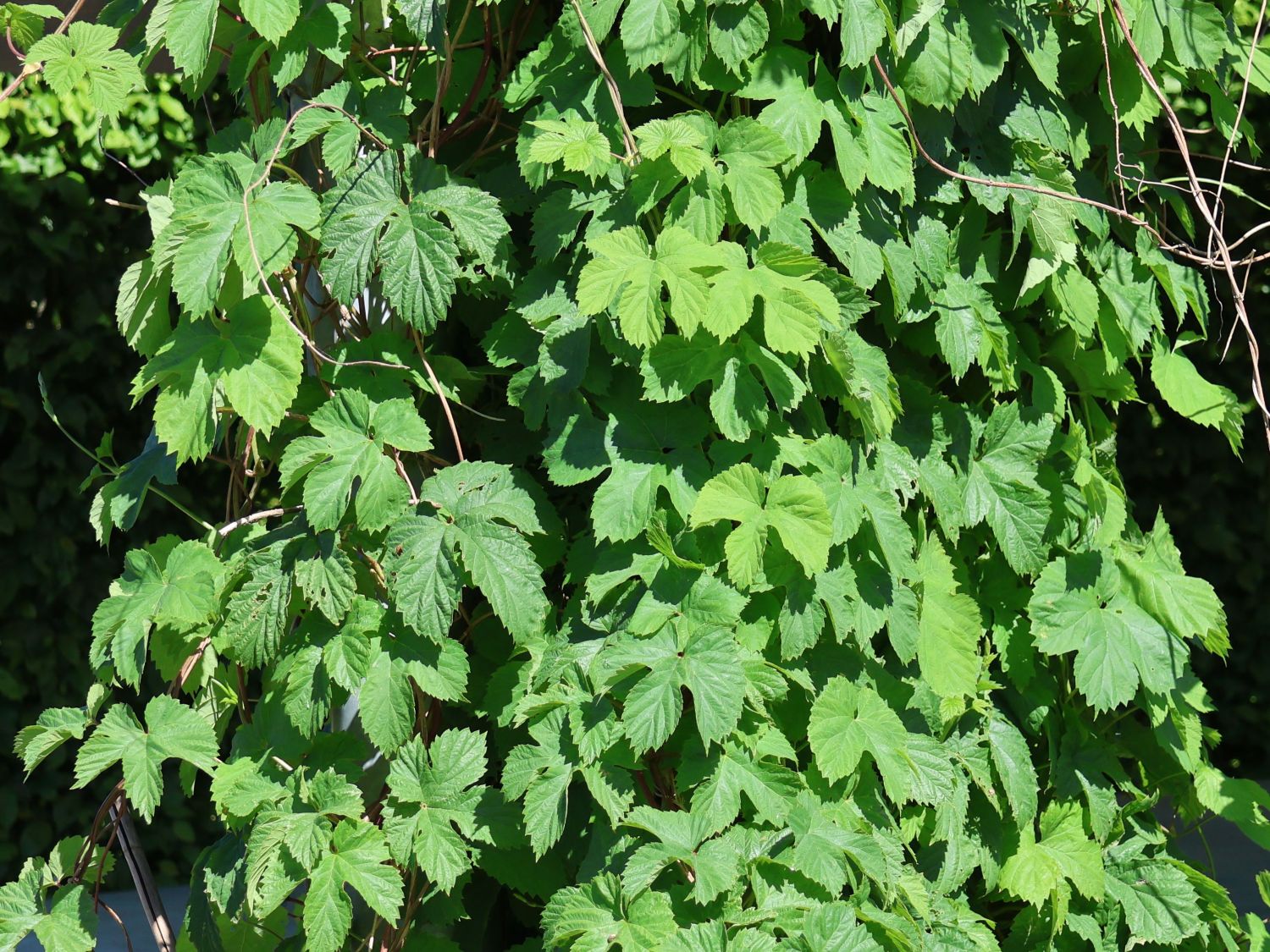 Hopfen - Humulus lupulus