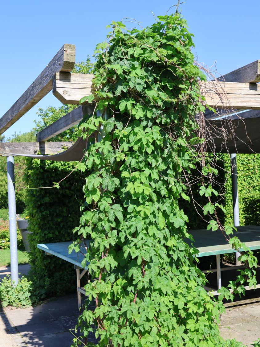 Hopfen - Humulus lupulus