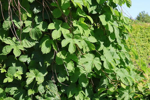 Hopfen 'Pure' - Humulus lupulus 'Pure'
