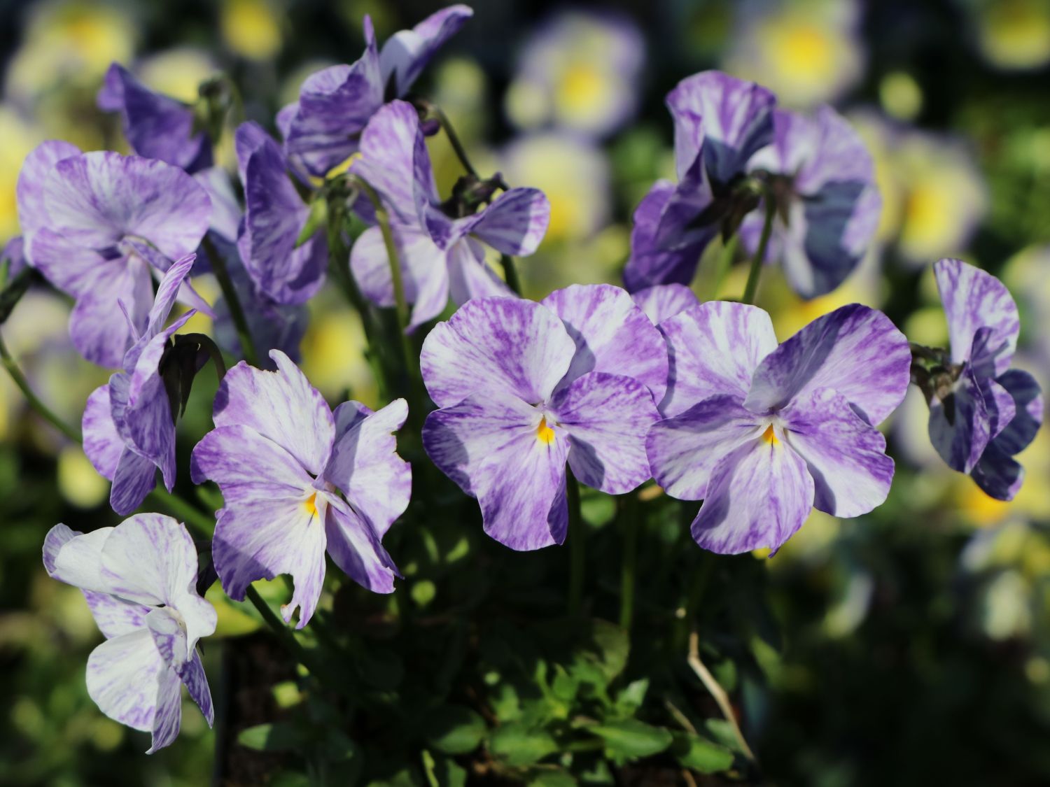 Horn-Veilchen 'Columbine'