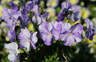 Horn-Veilchen 'Columbine'