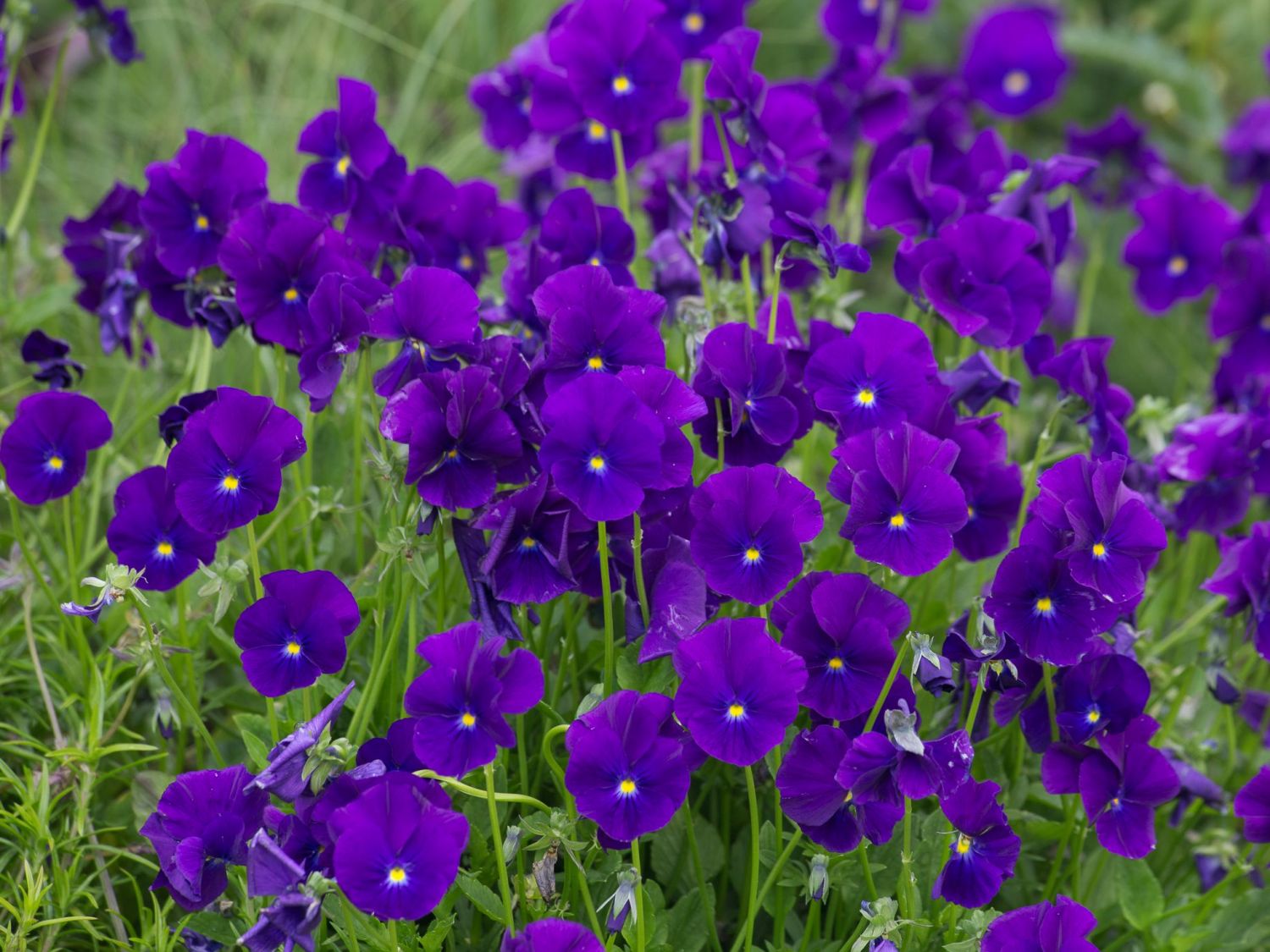 Hornveilchen / Gehörntes Stiefmütterchen 'Martin'