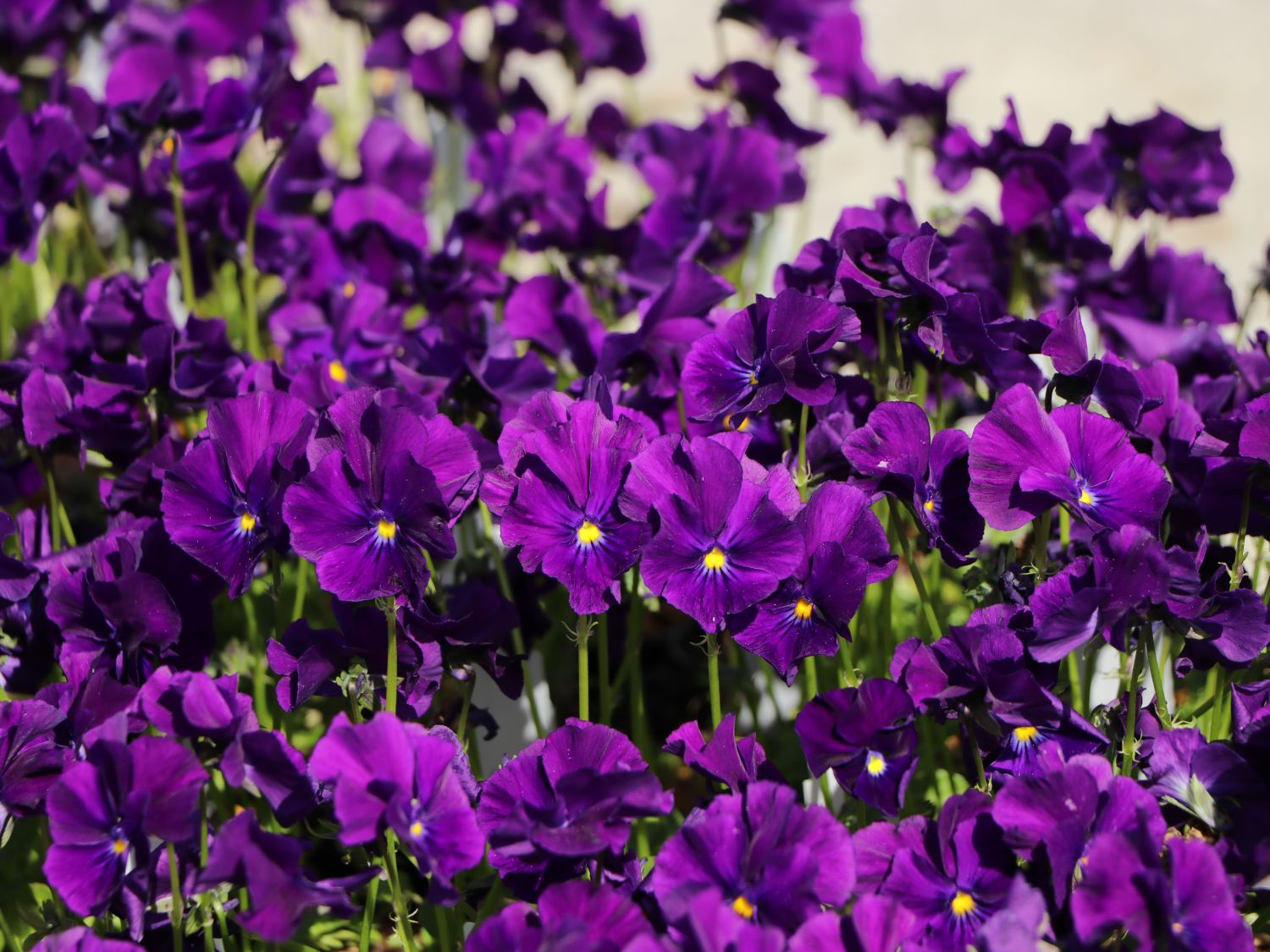 Veilchengewächse (Violaceae)