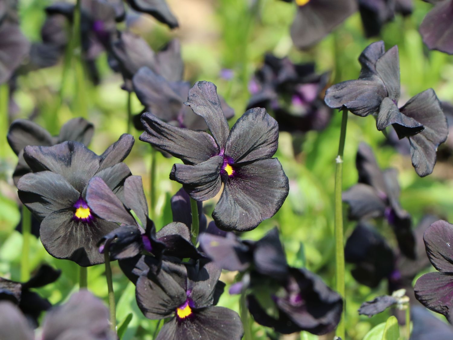 Hornveilchen 'Molly Sanderson' - Viola cornuta 'Molly Sanderson'