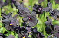 Hornveilchen 'Molly Sanderson'