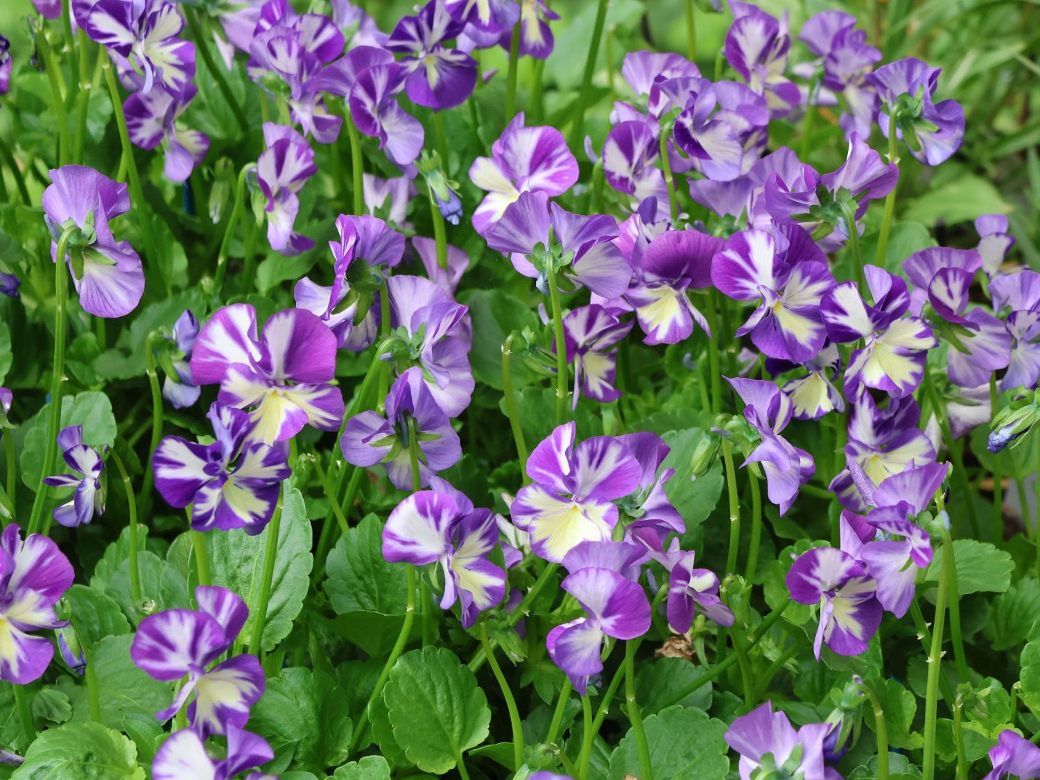 Hornveilchen 'Rebecca Cawthorne'