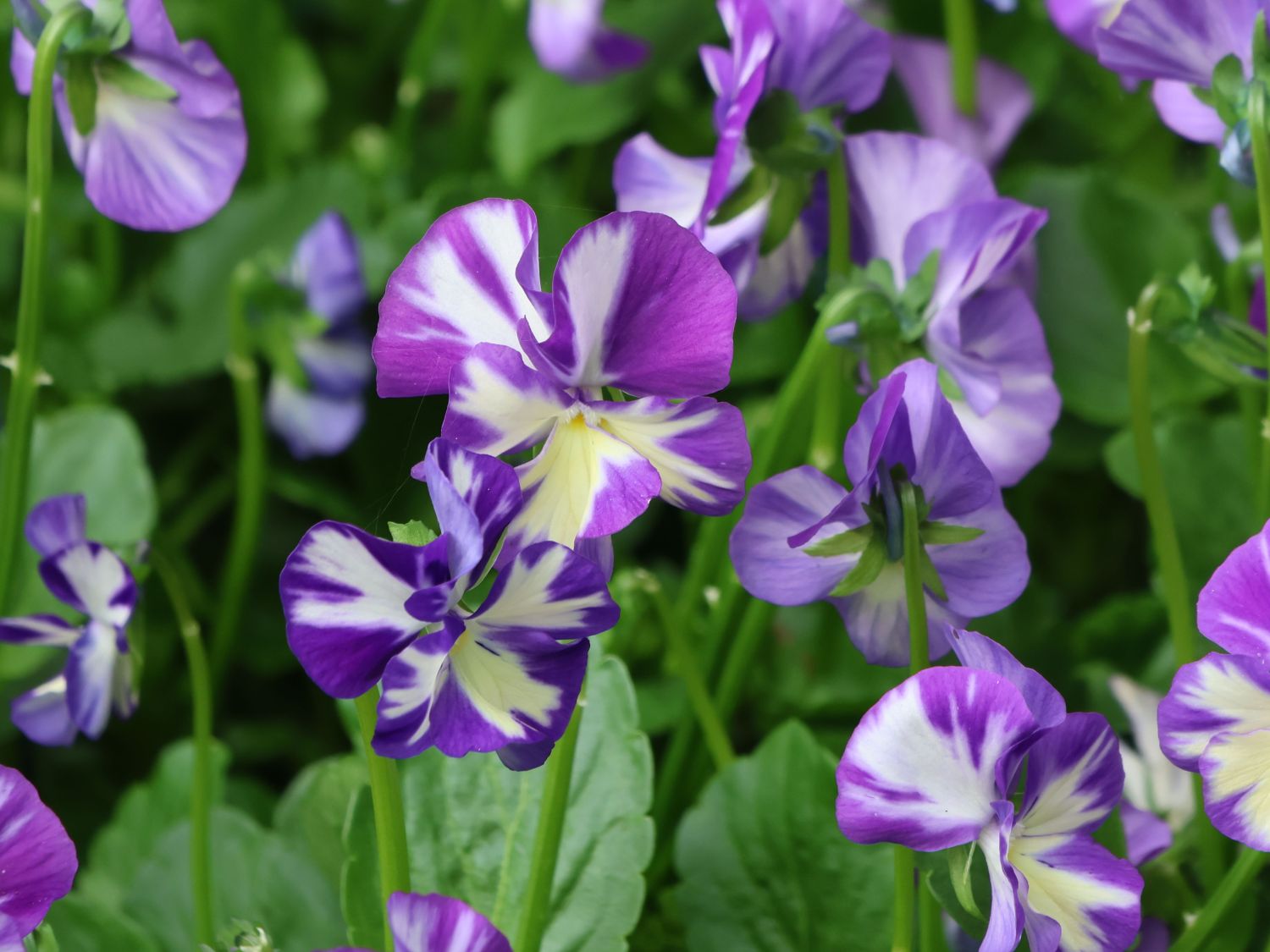 Hornveilchen 'Rebecca Cawthorne' - Viola cornuta 'Rebecca Cawthorne'