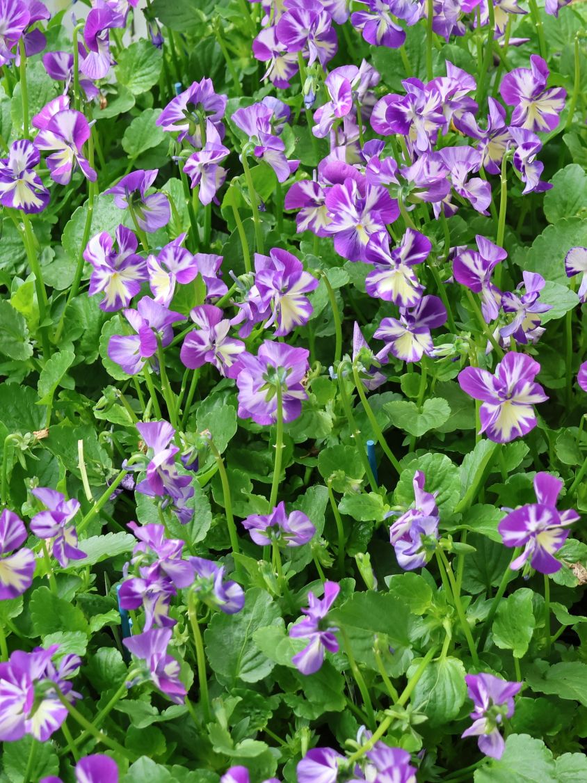 Hornveilchen 'Rebecca Cawthorne' - Viola cornuta 'Rebecca Cawthorne'
