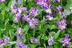 Hornveilchen 'Rebecca Cawthorne' - Viola cornuta 'Rebecca Cawthorne'