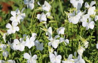 Hornveilchen / Gehörntes Stiefmütterchen 'Wisley White'