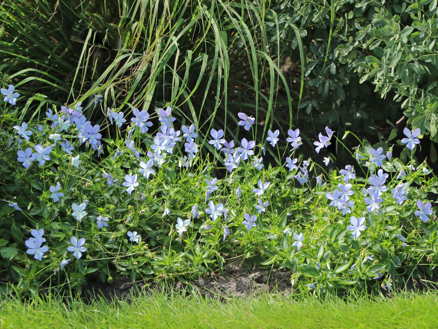 Hornveilchen / Gehörntes Stiefmütterchen 'Boughton Blue'