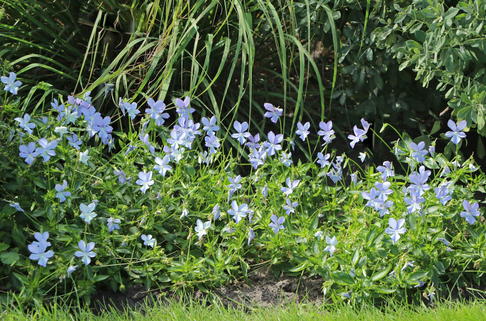 Hornveilchen / Gehörntes Stiefmütterchen 'Boughton Blue' - Viola cornuta 'Boughton Blue'