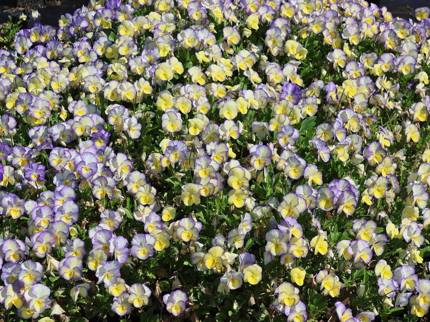 Hornveilchen / Gehörntes Stiefmütterchen 'Etain'