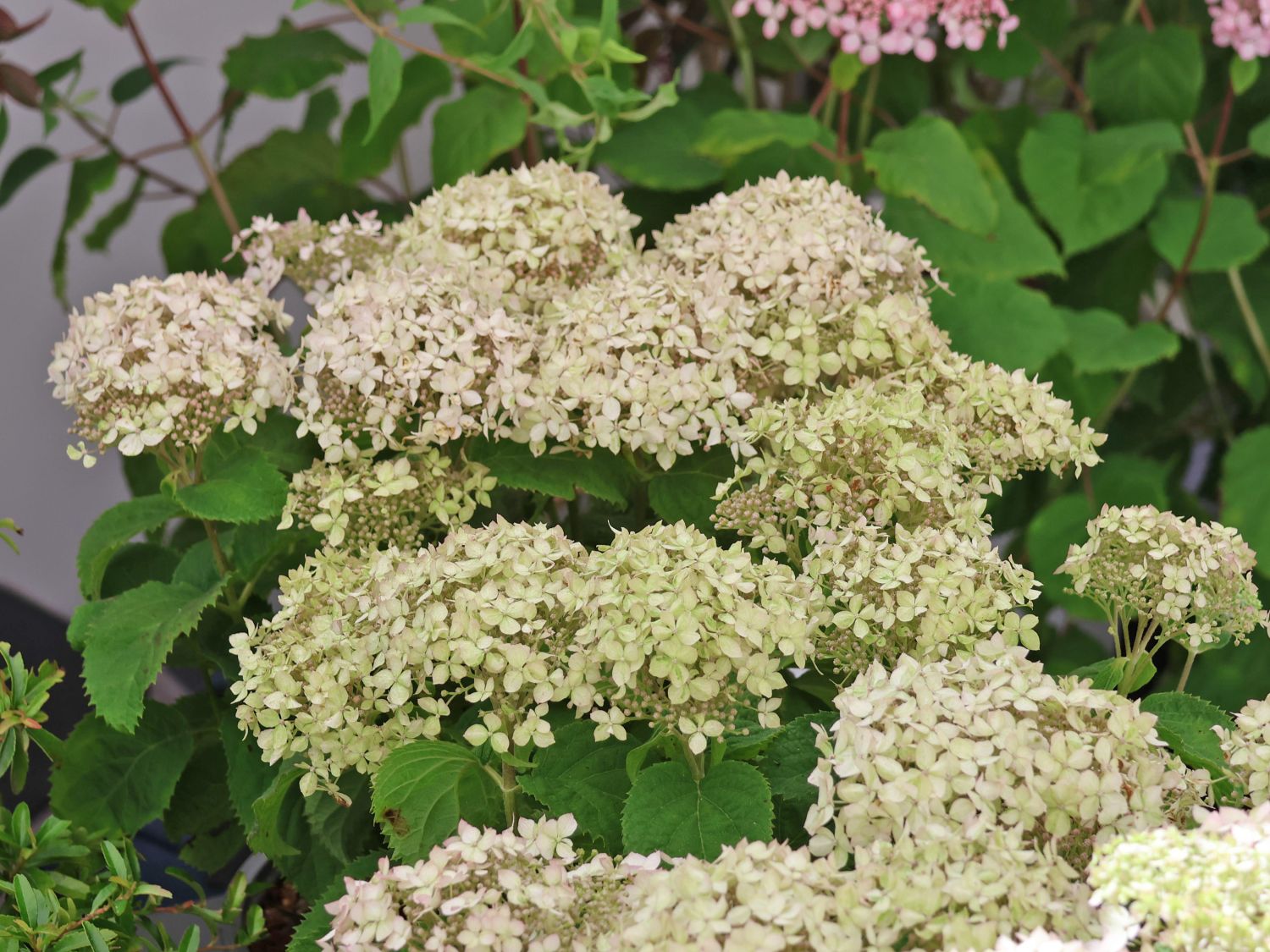 Zwerg-Ballhortensie PROVEN WINNERS ® BellaRagazza ® 'Blanchetta'