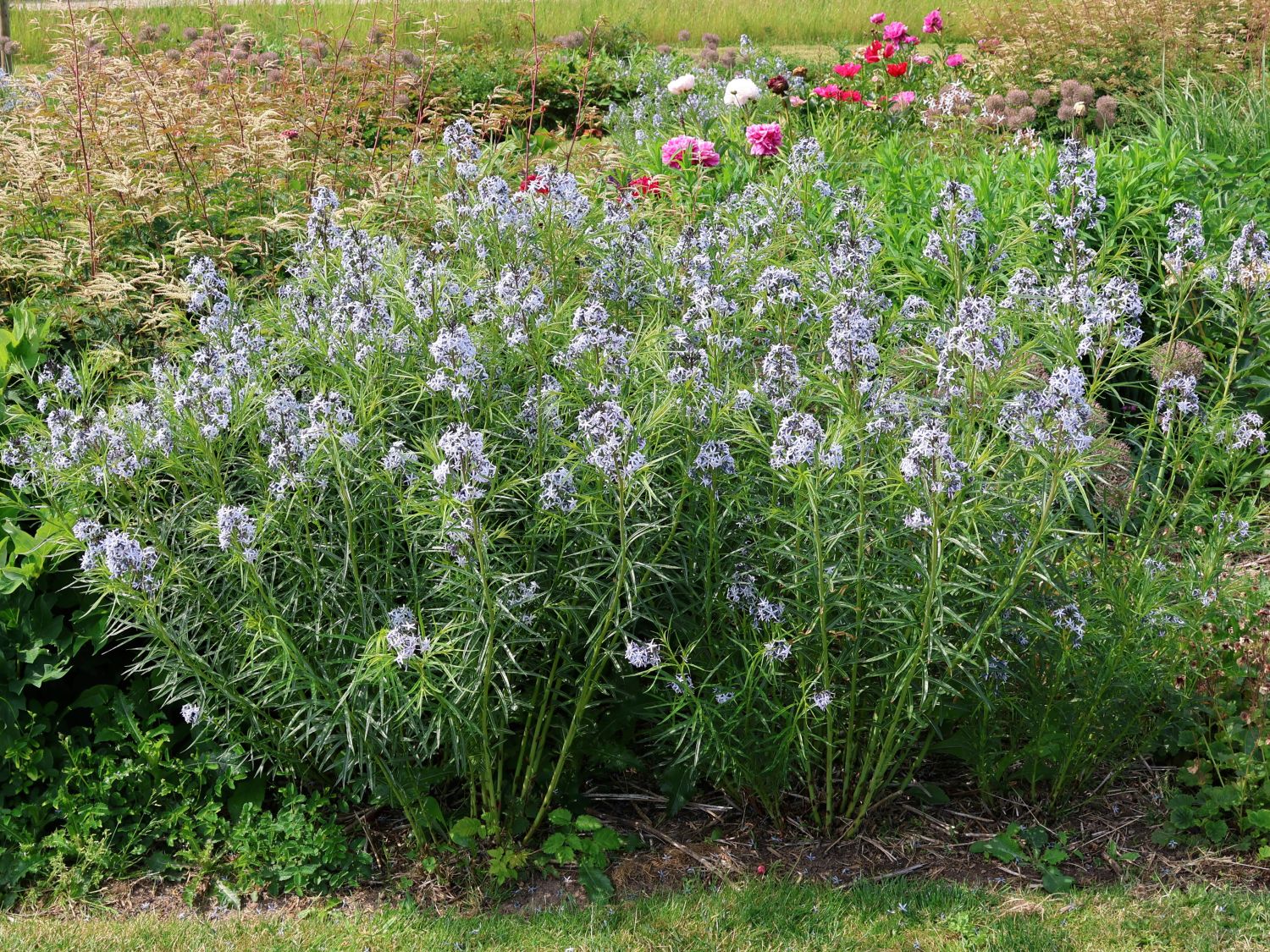 Hubrichts Röhrenstern / Blausternbusch
