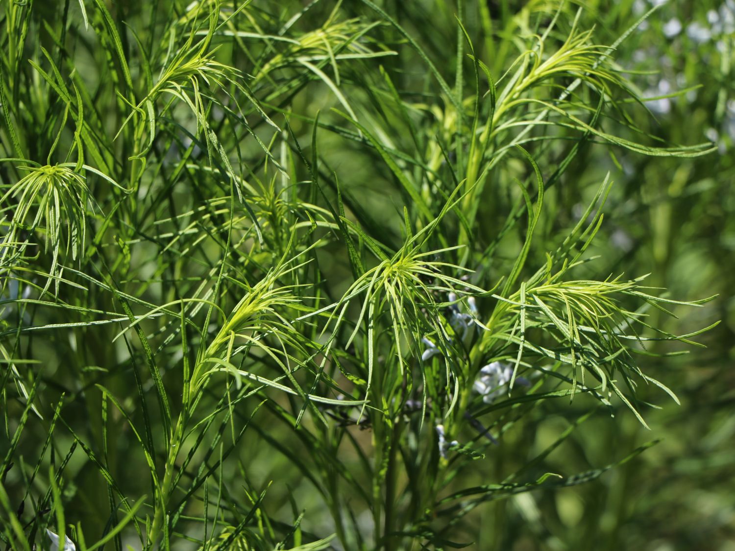 Hubrichts Röhrenstern / Blausternbusch - Amsonia hubrichtii