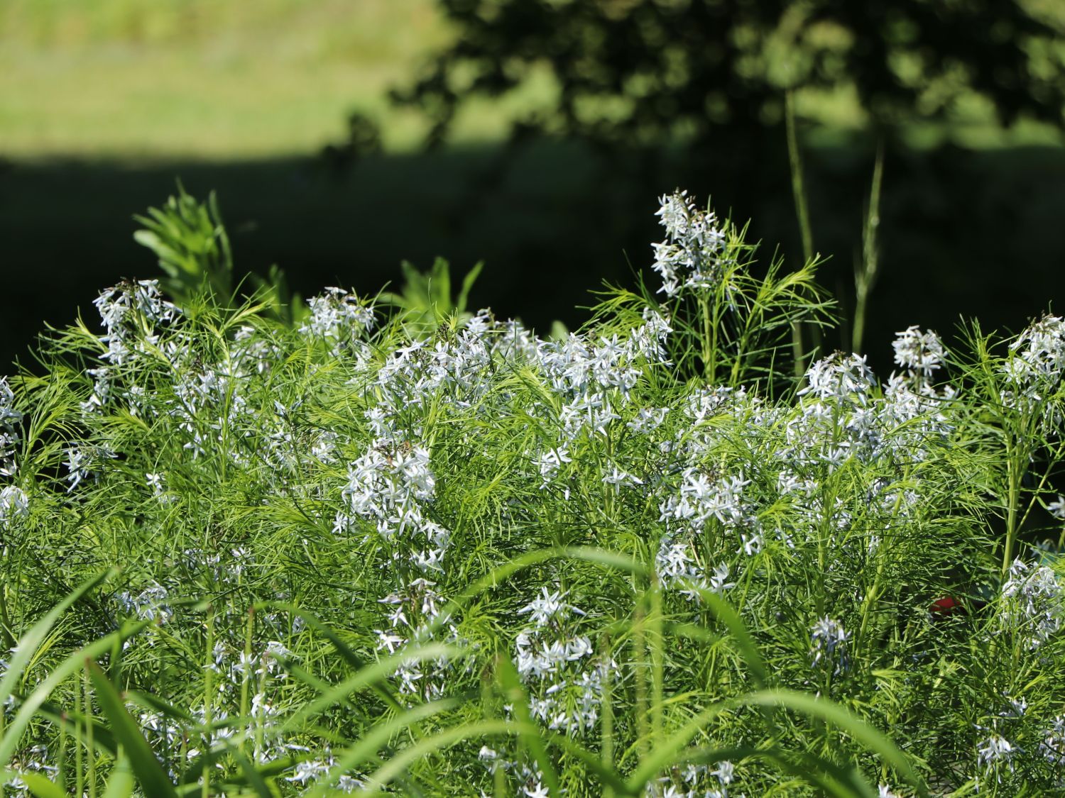 Hubrichts Röhrenstern / Blausternbusch - Amsonia hubrichtii